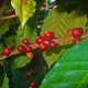 Arabica